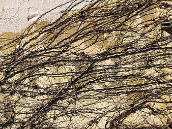 Bare winter vines climbing a textured yellow wall