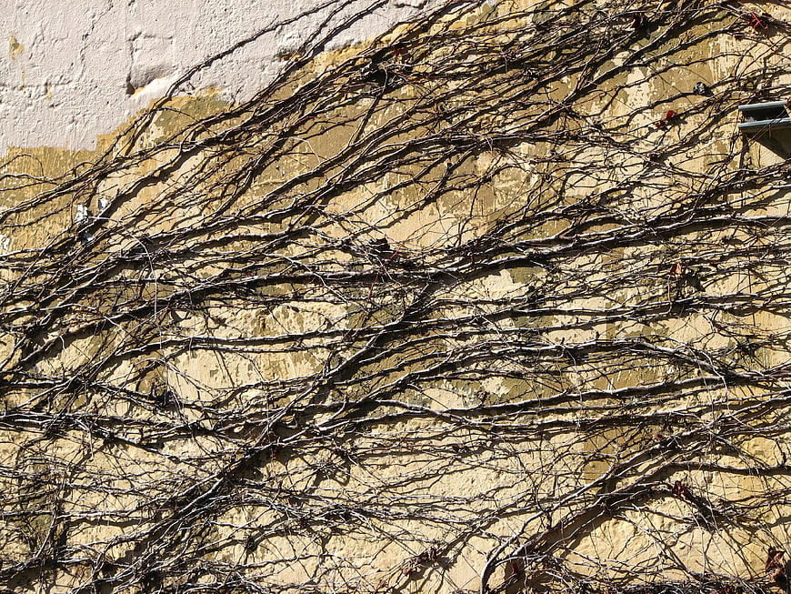 Bare winter vines climbing a textured yellow wall