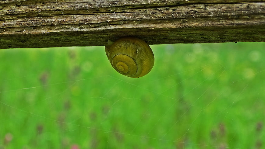 Close-up of a snail shell hanging from a wooden fence