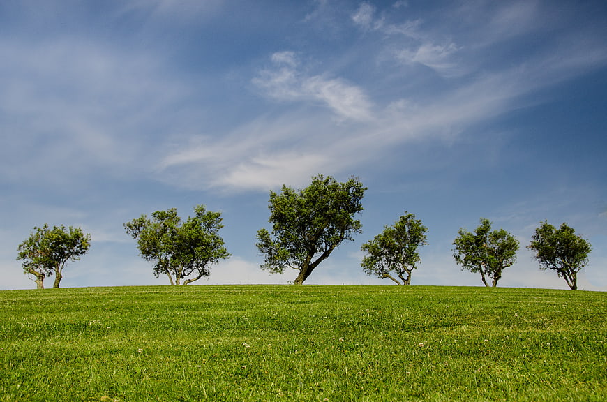 Green grassy hill with scattered trees under blue sky