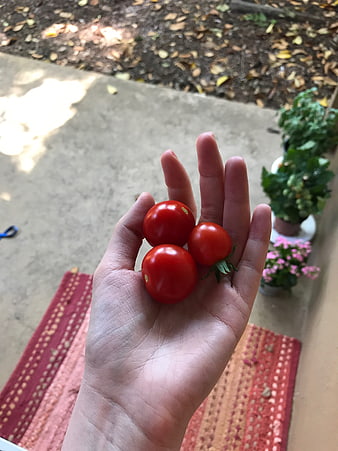 Hand holding three ripe red cherry tomatoes outdoors