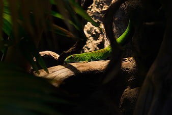 Vibrant Green Day Gecko on a Sunlit Branch