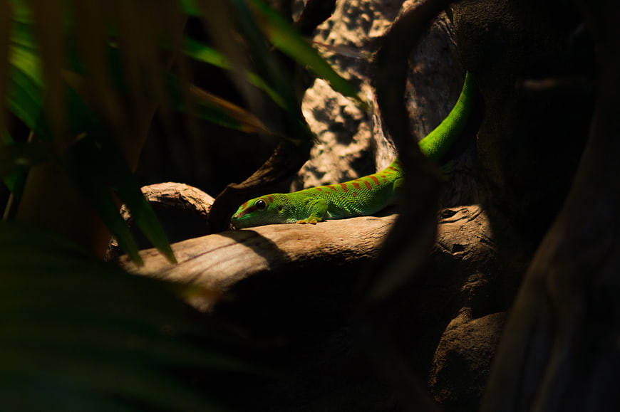 Vibrant Green Day Gecko on a Sunlit Branch
