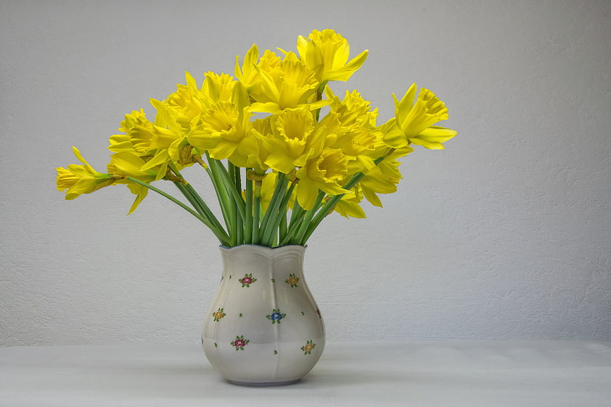 Yellow Daffodils in White Ceramic Vase on Gray Background