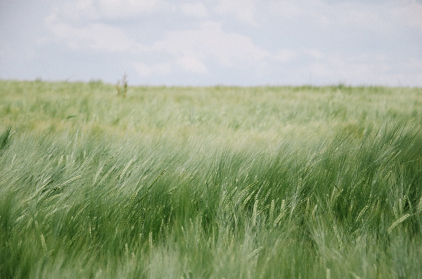 Green wheat field swaying in the wind under a cloudy sky