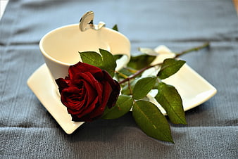 Red rose resting on white coffee cup and saucer