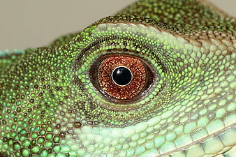 Macro Close-Up of Green Chinese Water Dragon Eye