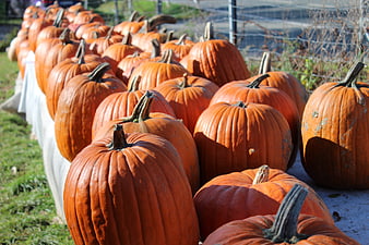 Rows of orange pumpkins lined up for autumn harvest