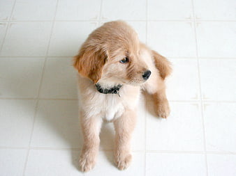 Adorable Golden Retriever Puppy on White Tile Floor