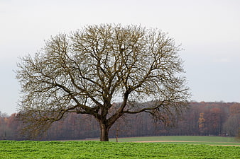 Lone bare tree in green field with autumn forest background