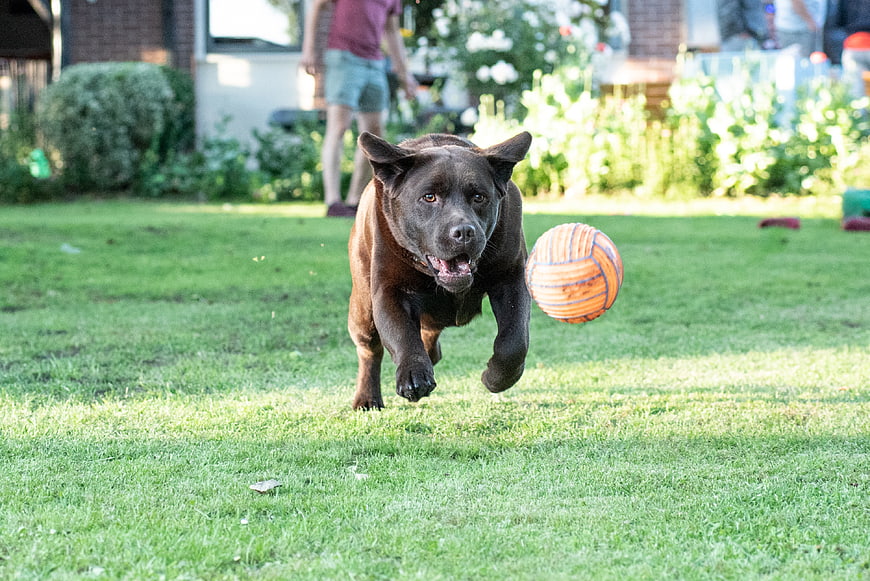 Chocolate Labrador Retriever Running with Ball in Backyard