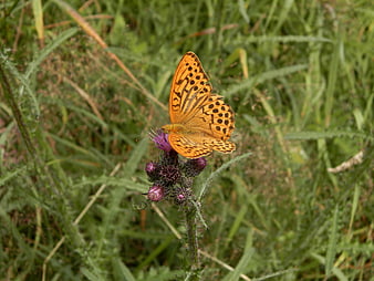 Orange Fritillary Butterfly on Purple Thistle Flower