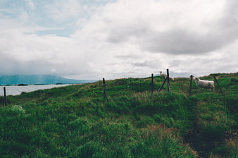 Sheep grazing on green coastal hillside with cloudy sky