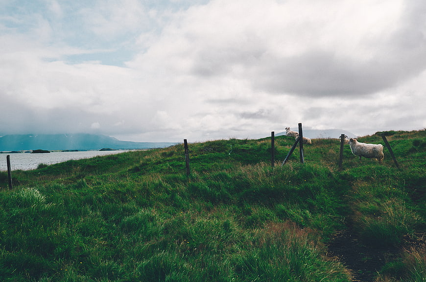 Sheep grazing on green coastal hillside with cloudy sky