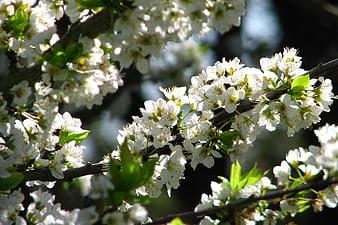 White cherry blossoms on a branch in spring sunlight