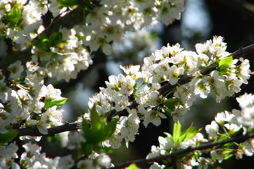 White cherry blossoms on a branch in spring sunlight