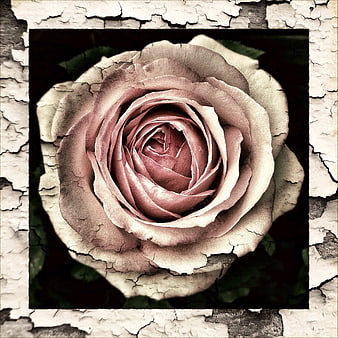 Vintage Rose with Cracked Texture Overlay