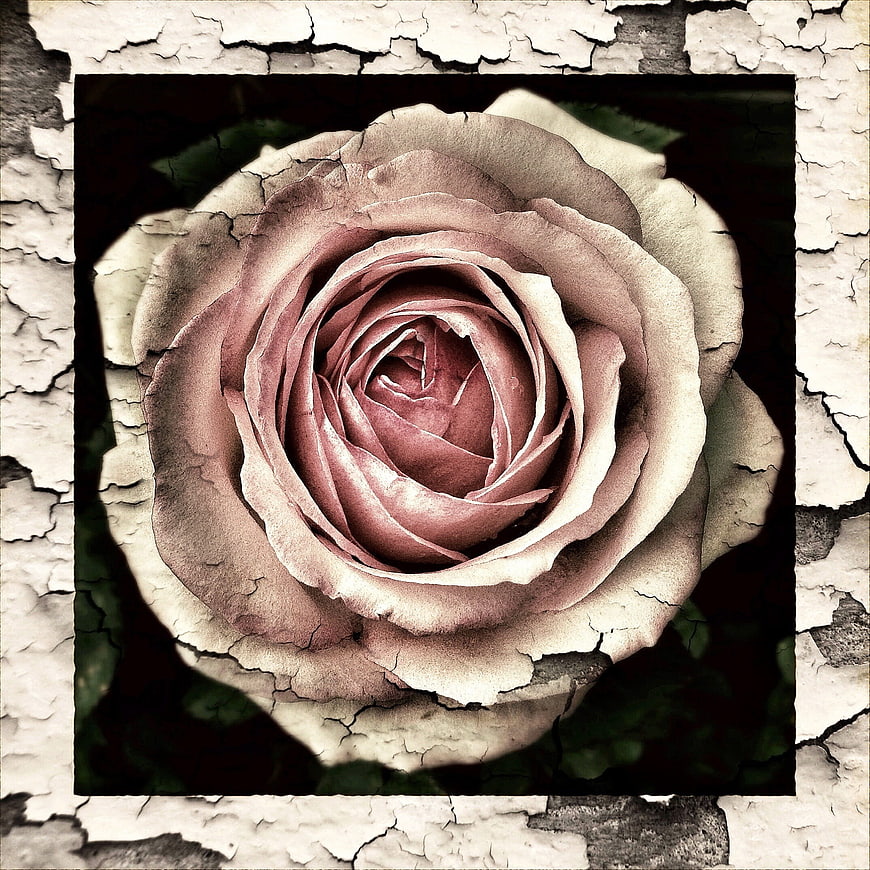 Vintage Rose with Cracked Texture Overlay