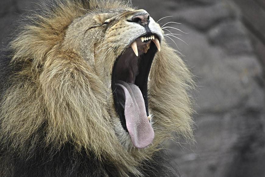 Close-up of a male lion roaring with mouth wide open
