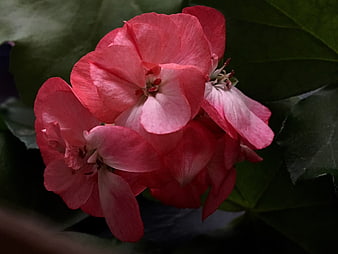 Close-up of vibrant pink geranium flowers with green leaves