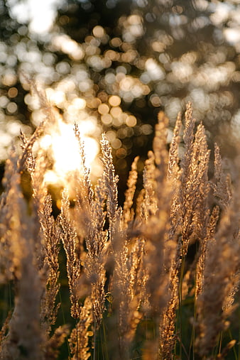 Golden Backlit Wild Grasses in Sunset Light