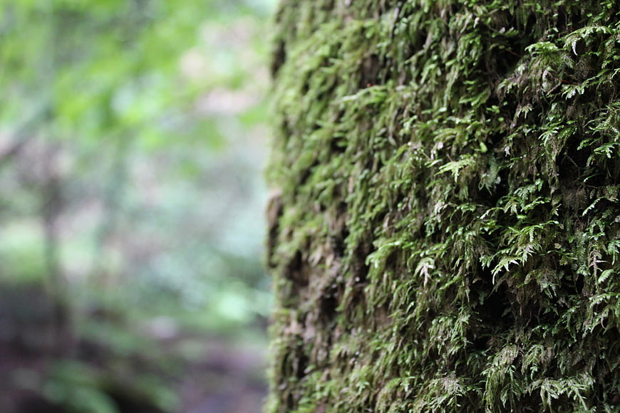 Close-up of lush green moss on a tree trunk in a forest