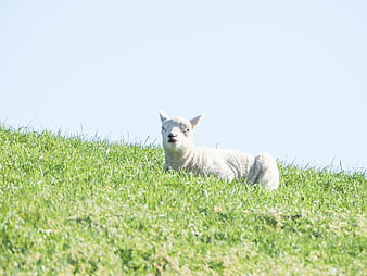 Cute white lamb resting on green grassy hill