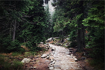 Stone path winding through dense evergreen forest trail