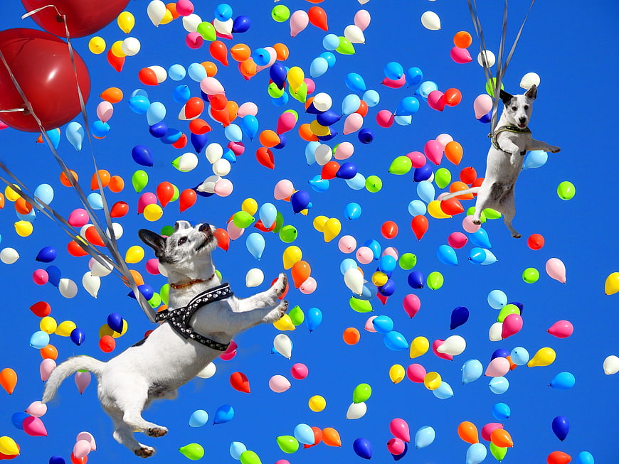 Two dogs flying with colorful balloons against blue sky