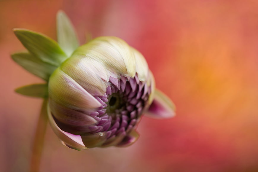 Close-up of a purple and green dahlia flower bud