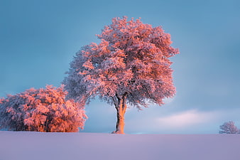 Frosted Tree Silhouette in Winter Snow Landscape at Golden Hour