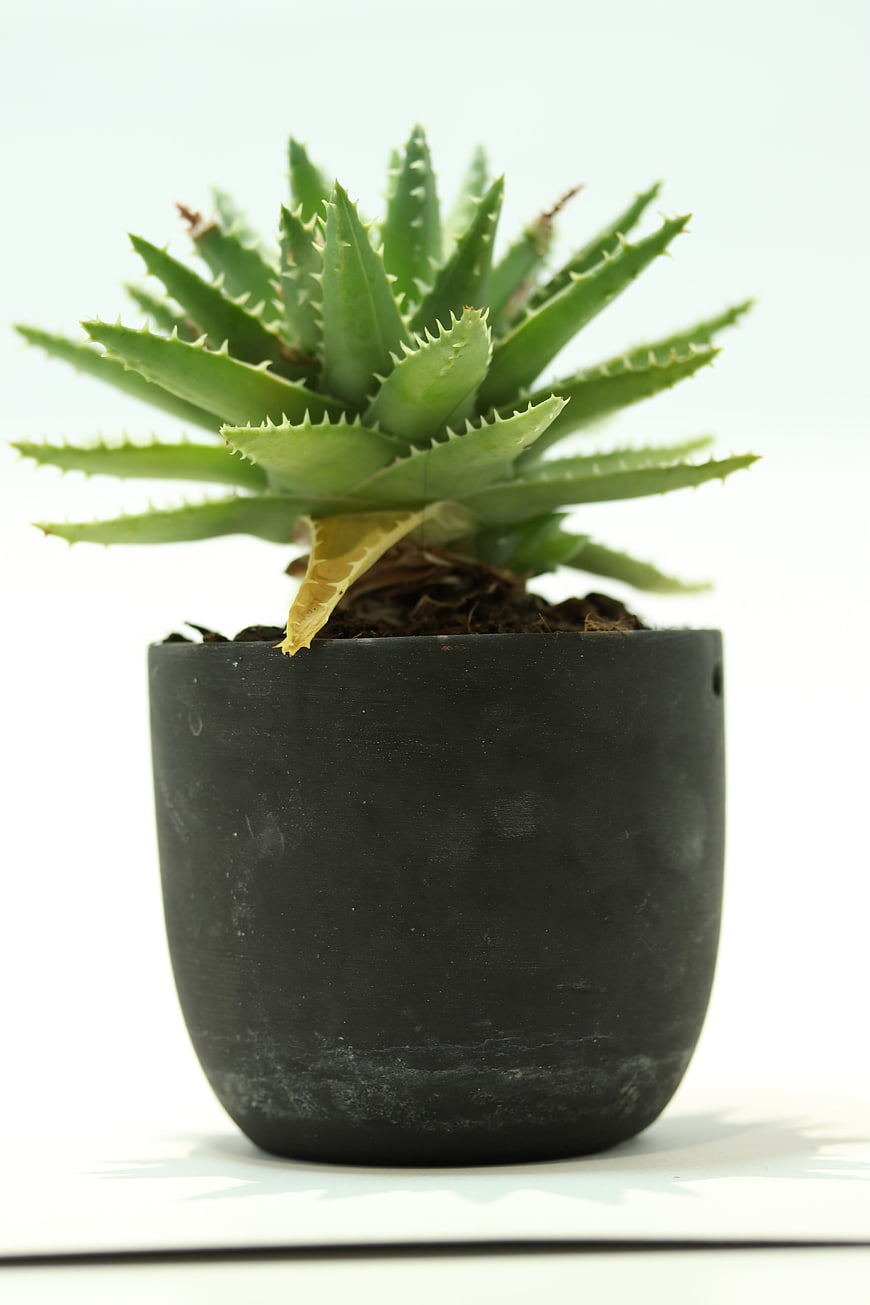 Aloe Vera Plant in Black Pot on White Background