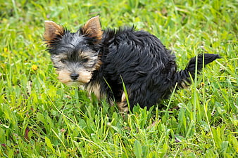Cute Yorkshire Terrier Puppy Standing in Green Grass