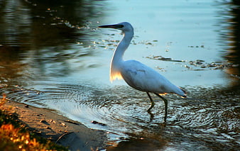 White Egret Walking in Shallow Water at Sunset