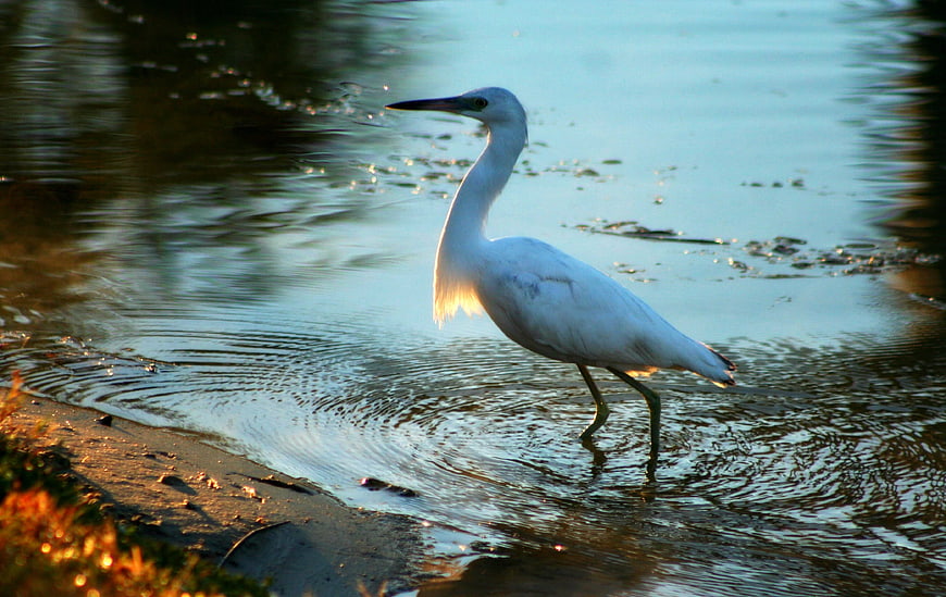 White Egret Walking in Shallow Water at Sunset