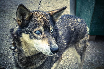 Close-up of a brindle dog with piercing blue eyes
