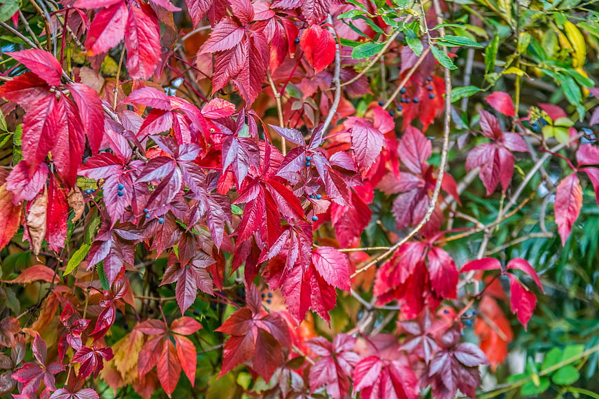Vibrant Red Autumn Leaves and Berries Close-Up