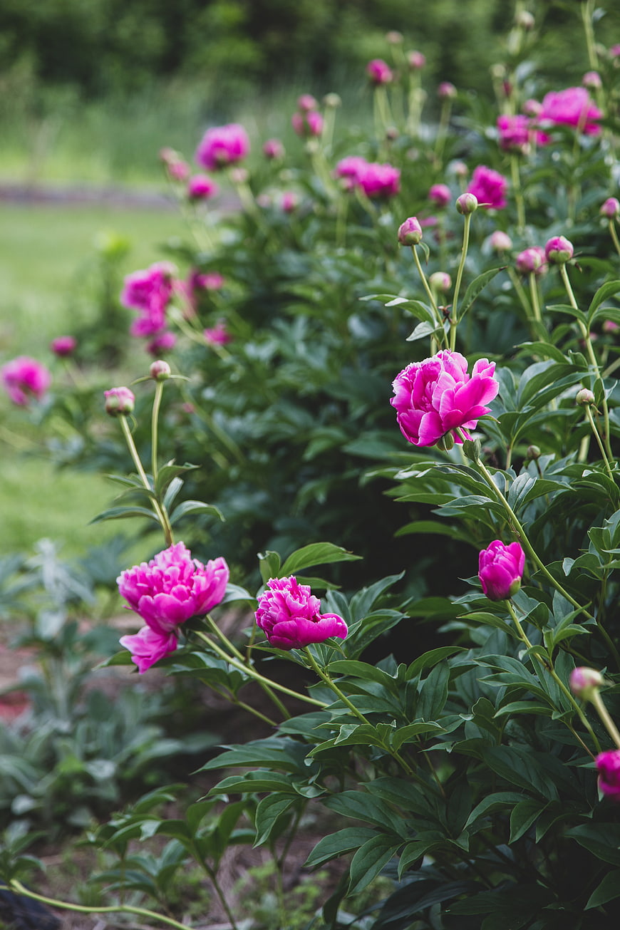 Vibrant Pink Peonies Blooming in a Lush Green Garden