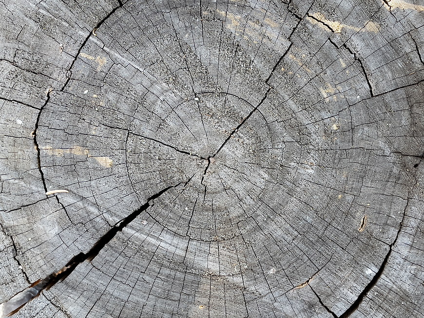 Weathered Tree Stump Cross Section Texture Background
