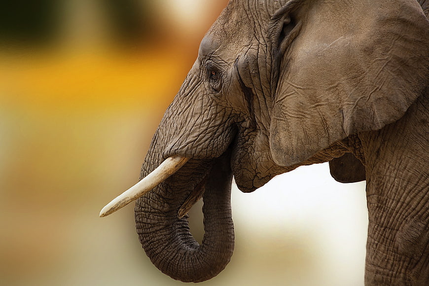 Close-up profile of an African elephant with tusks and textured skin