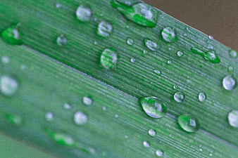 Macro Close-Up of Green Leaf with Water Droplets