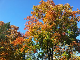 Vibrant Autumn Trees Against Clear Blue Sky