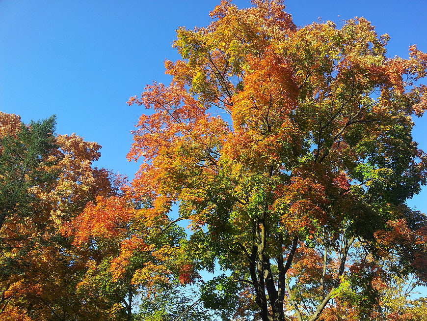 Vibrant Autumn Trees Against Clear Blue Sky