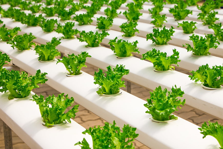 Rows of fresh green lettuce growing in white hydroponic channels