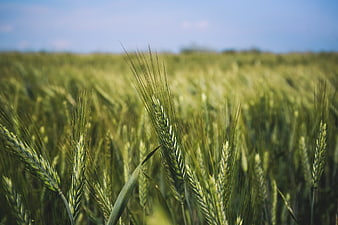 Close-up of green wheat field with blue sky background