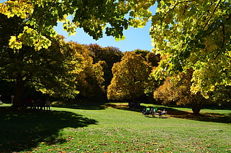 Sunlit autumn park with yellow leaves and people relaxing