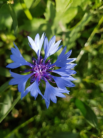Blue Cornflower in Green Meadow