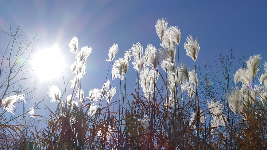 Backlit Pampas Grass Against Blue Sky with Sun Flare