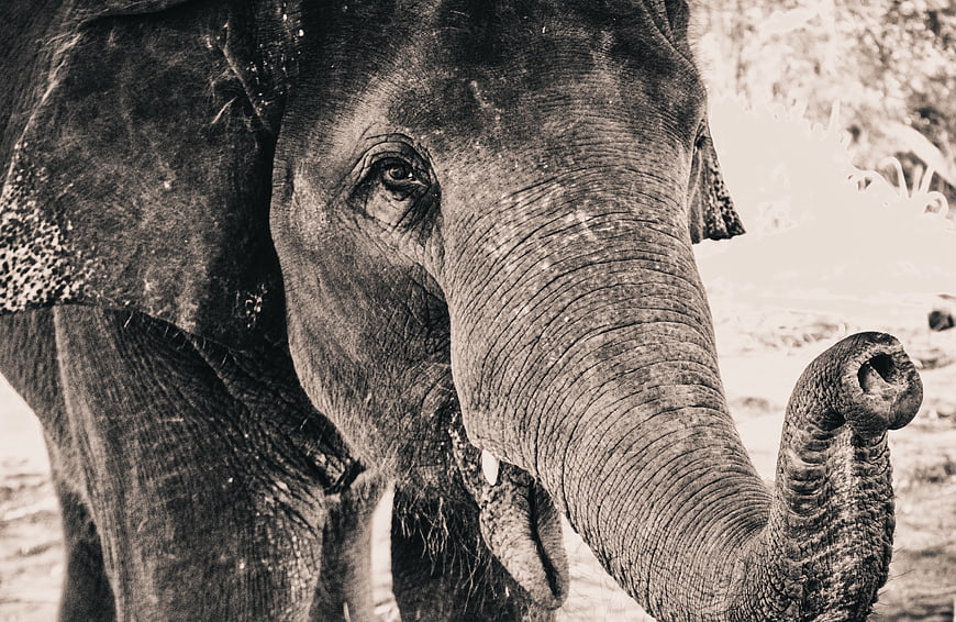 Close-up of an elephant's face and trunk in black and white