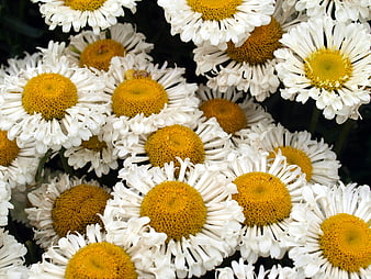 Close-up of white daisies with yellow centers